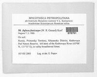 Jafnea fusicarpa image